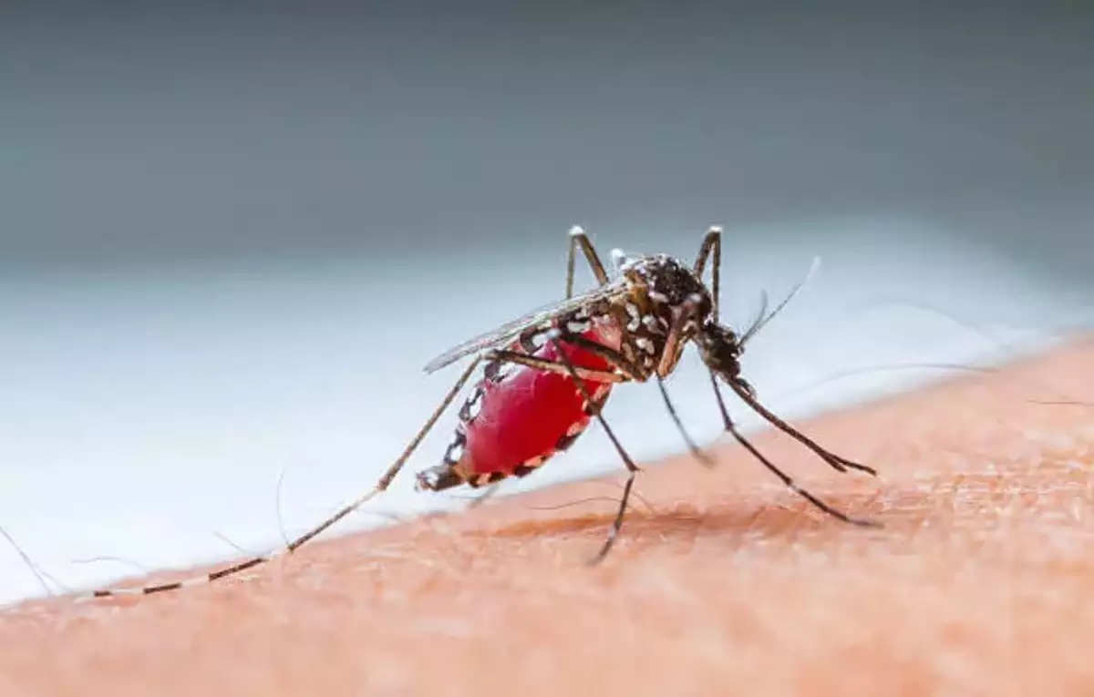 Chinese Scientists Develop Safer Gene-Editing System Using Dengue Virus for Agriculture