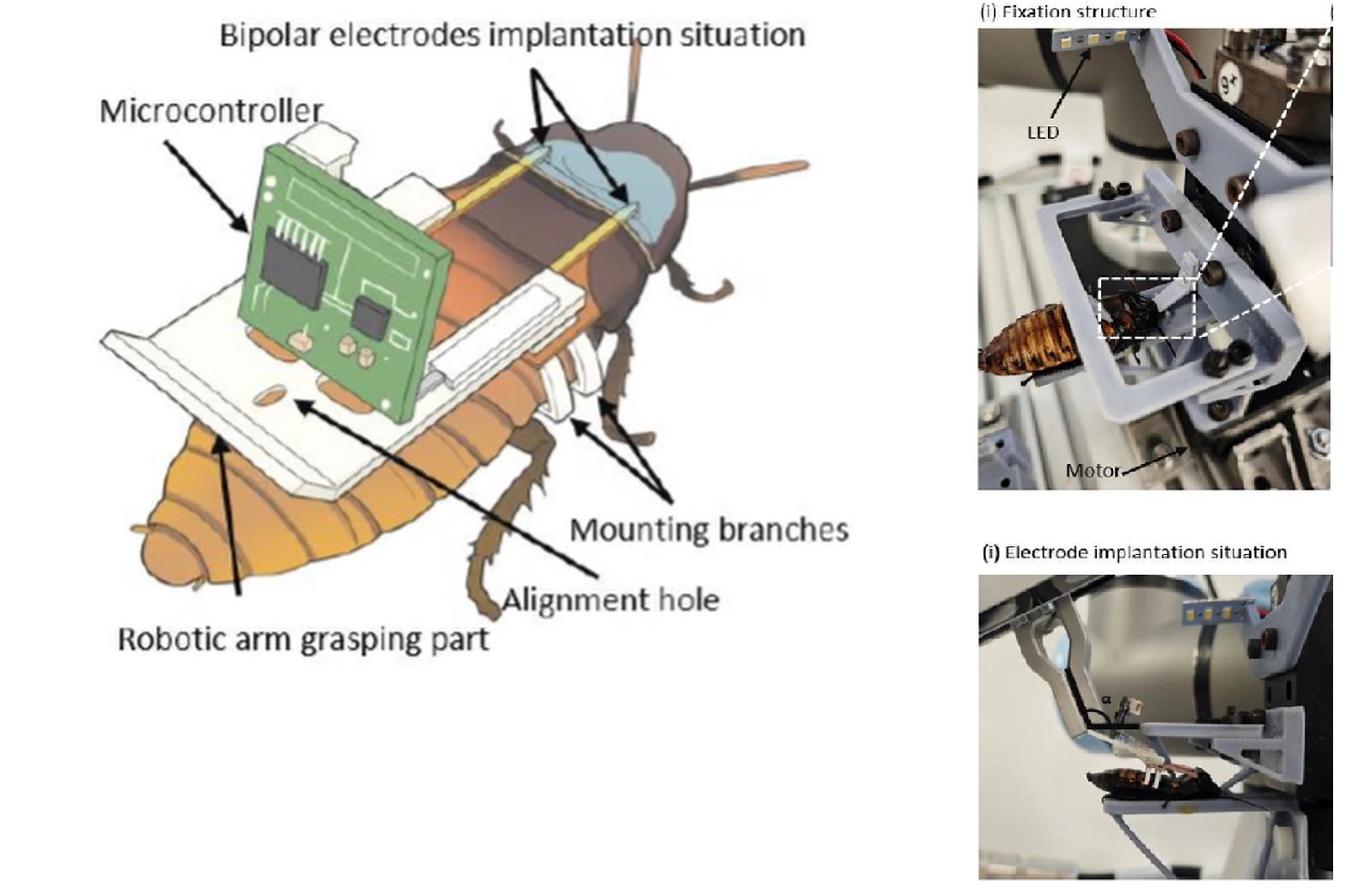 Cyborg Cockroach Revolution: Mass Production of Robotic Insect Hybrids in China