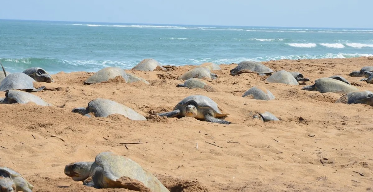  India DRDO Suspends Missile Testing to Protect Sea Turtles in Odisha